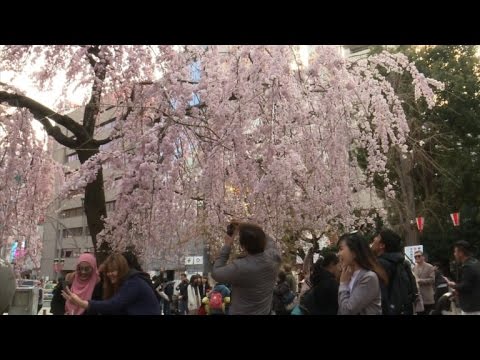 شاهد مفتشون يترقبون أشجار الكرز في اليابان