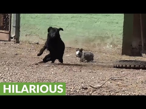 شاهد أرنب شجاع يطارد كلب دفاعًا عن طعامه