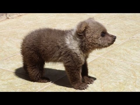 نقل الأسد سيمبا والدبة لولا من حديقة حيوان الموصل إلى الأردن