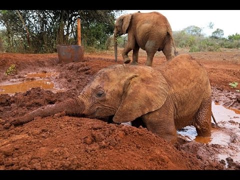 شاهد لحظة إنقاذ فيلة صغيرة كسر خرطومها