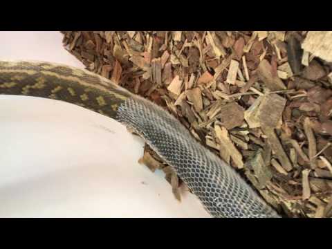 شاهد لحظات مذهلة لثعبان ينسلخ من جلده