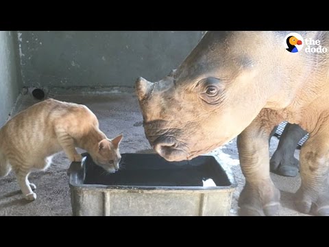 شاهد صداقة عجيبة بين وحيد قرن وقطة