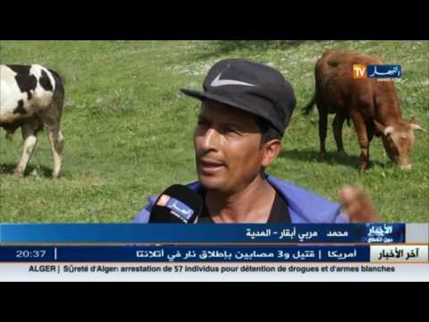 إستنفار كبير لدى الفلاحين خوفًا من إنتشار الحمى القلاعية