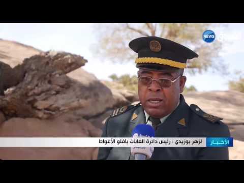 شجرة البطم النادرة متعددة الفوائد بحاجة للرعاية والاهتمام