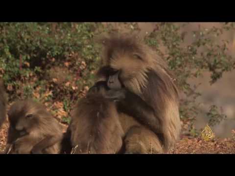 مشروعات استثمارية لحماية الحياة البرية في إثيوبيا