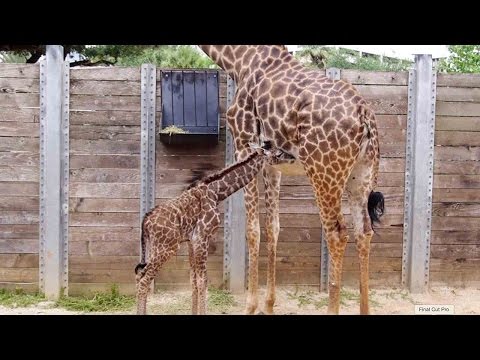 شاهد ماذا تفعل الزرافة بعد أن ترزق بمولود