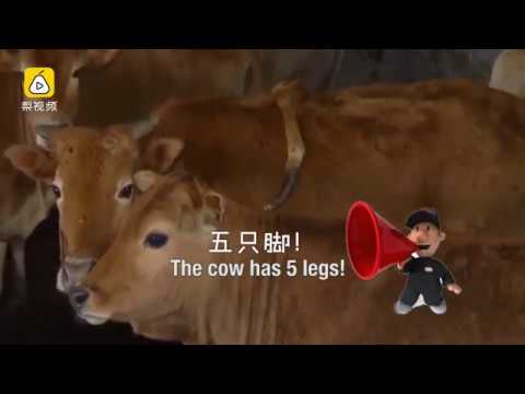 شاهد ولادة نادرة لبقرة بخمسة سيقان