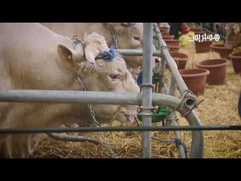 شاهد أضخم ثور في المغرب في المعرض الزراعي لمكناس