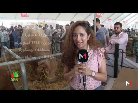 المعرض الدولي للزراعة في مكناس يقدم أكبر عجل في المغرب