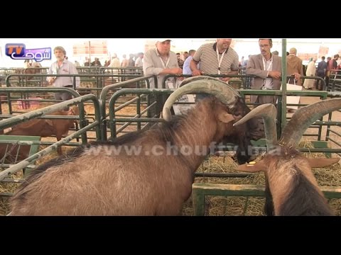 شاهد أكبر عَتروس في معرض الزراعة