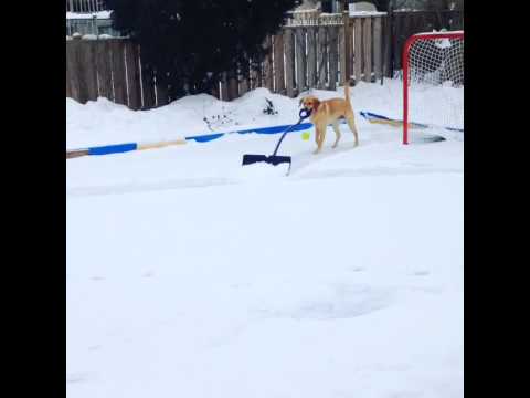 كلب يساعد مربيه في جرف الثلوج