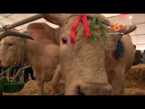 شاهد لغزال ينافس أخاه مسعود