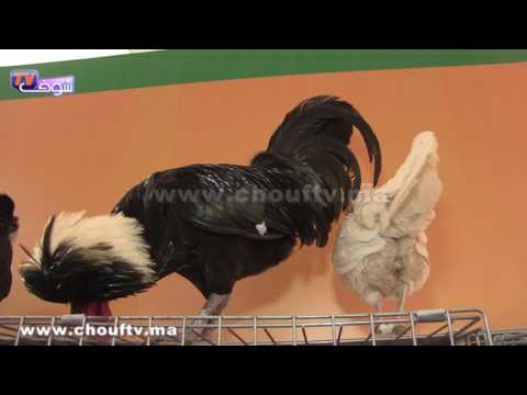 بالفيديو أغرب أنواع الدجاج في معرض الزراعة في مكناس