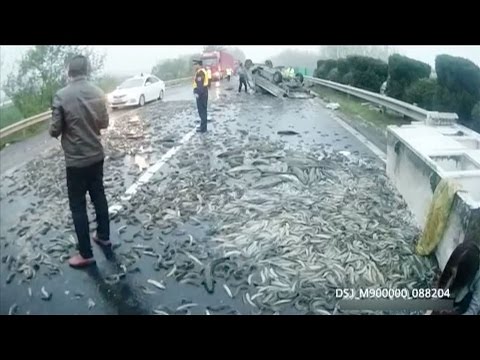 طن ونصف من الأسماك الحية على الأسفلت في الصين