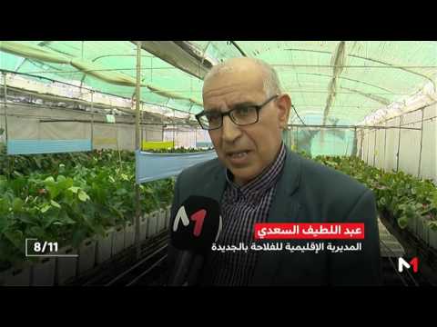 بالفيديو  ورود أزمور بين إشكاليات الإنتاج وتزايد الطلب الخارجي