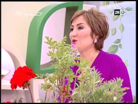 شاهد نباتات تساعد على للتخلص من الحشرات