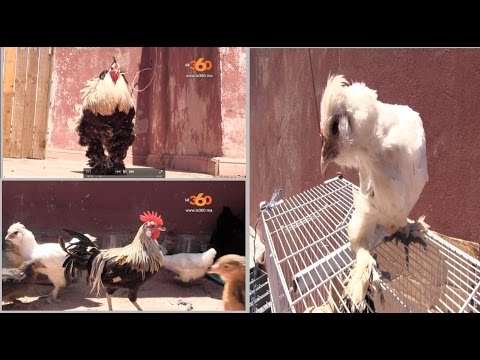 شاهد دجاج الديكور في المغرب يبيض ذهبًا