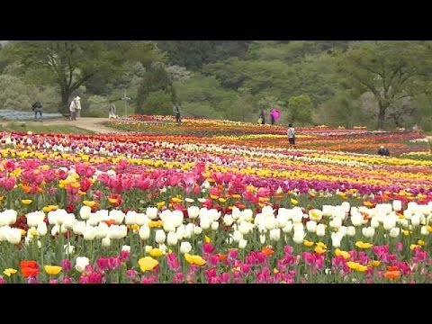 شاهد لحظة تفتح أزهار التوليب في اليابان