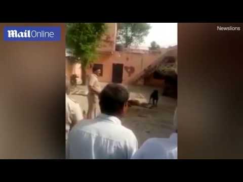 شرطي هندي يقف عاجزًا أمام كلب روت فايلر عضّ رجلًا حتى الموت