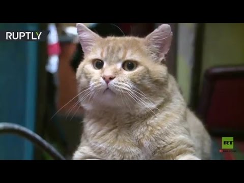 سان بطرسبورغ تحتفل بعيد قطط متحف الأرميتاج