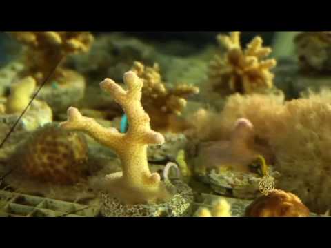 الشعاب المرجانية في الأردن تتكيف مع الاحتباس الحراري