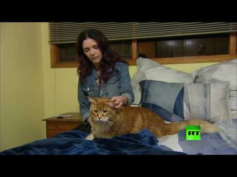 شاهد قط طوله 120 سم ينافس على لقب الأطول في العالم