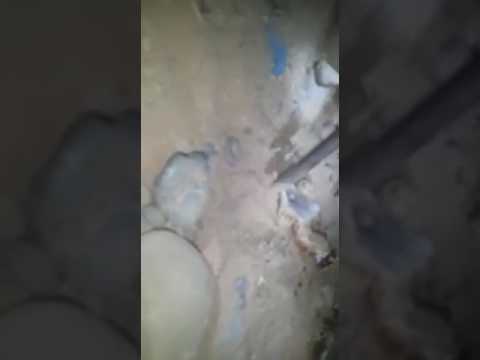 شاهد أفعى ضخمة تهدد حياة اللاجئين السوريين