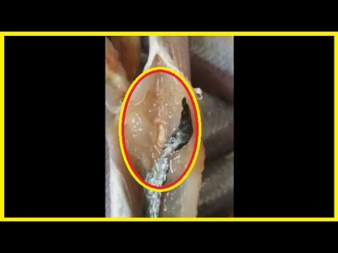شاهد العثور على الدود وسط كميات كبيرة من الحيتان