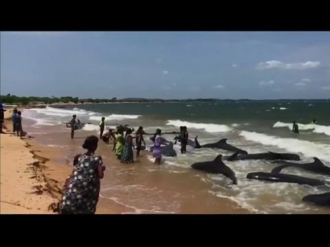 بالفيديو سكان بلدة سامبور ينقذون حيتانًا تائهة في سيرلانكا