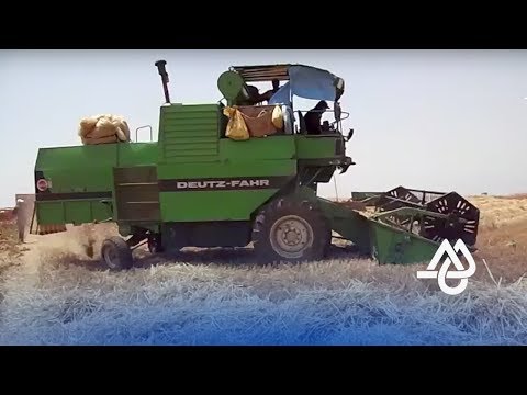 شاهد انطلاق موسم الحصاد في الحاجب