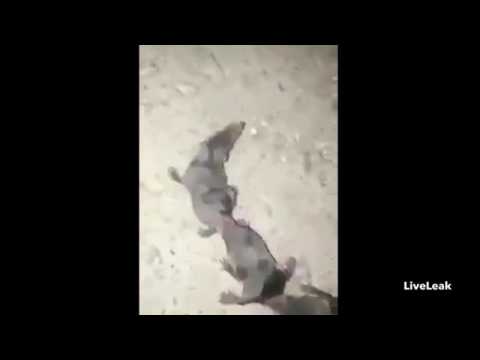 شاهد ظاهرة غريبة حدثت إلى 4 فئران مقيّدين