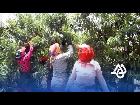 شاهد طريقة عمل أبناء ضيعة زراعية مغربية في رمضان