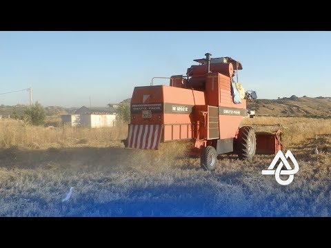 شاهد  انطلاق موسم الحصاد