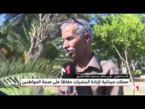 حملات بالفضاءات العامة للقضاء على الحشرات الضارة