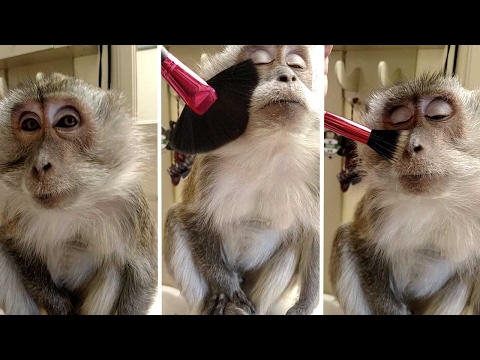 شاهد قرد منزلي أليف يتزين أكثر من مرة في اليوم