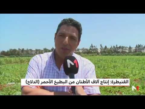 شاهد إنتاج آلاف الأطنان من البطيخ الأحمر في القنيطرة