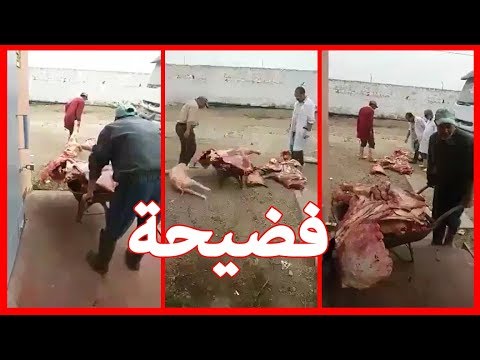 بالفيديو  فضيحة مجازر لحوم اليوسفية في المغرب