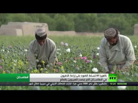 بالفيديو مشاهد كارثية لزراعة الأفيون في أفغانستان