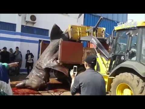 العثور على حوت عملاق في العرايش