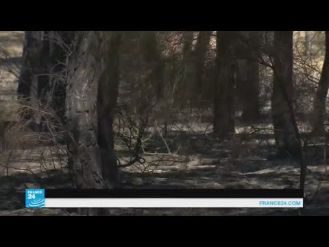شاهد  السيطرة على حرائق الغابات في جنوب إسبانيا