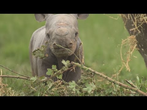 شاهد لحظة ولادة وحيد القرن في حديقة حيوان تشيستر الإنجليزية