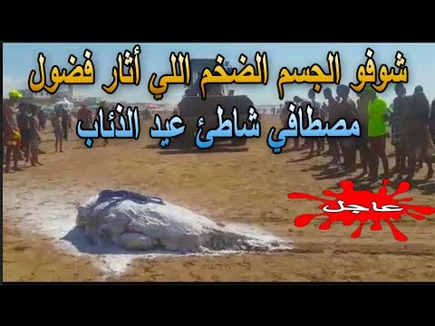 شاهد العثور على جسم ضخم على شاطئ في الدار البيضاء