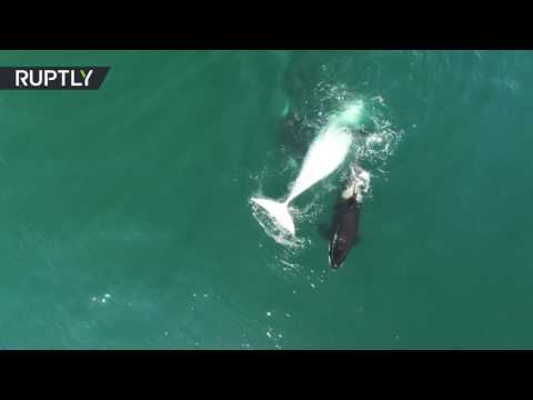 شاهد لقطات مذهلة لمجموعة من الأركة تقتل حوتًا وتأكله