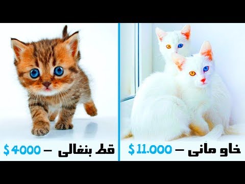 بالفيديو تعرف على أغلى 10 قطط في العالم