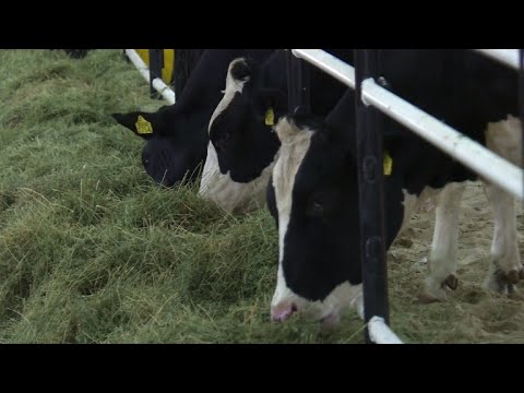 بالفيديو  استقدام أبقار مجرية إلى قطر