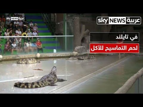 شاهد التمساح أصبح للأكل هل تفكر في تجرية طعمه يوماً