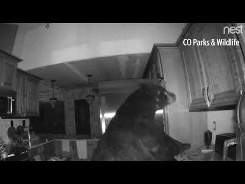 شاهد دب يقتحم منزل فى كولورادو للبحث عن طعام