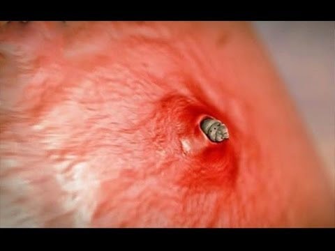 شاهد 10 حشرات إن وجدتها عليك الهروب فورًا