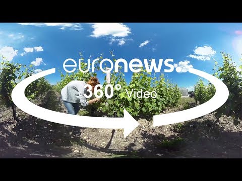 شاهد الباحثون يكثفون من التجارب عندما يُهدد تغير المناخ النبيذ الفرنسي