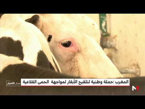شاهد حملة وطنية لتلقيح قطيع الأبقار